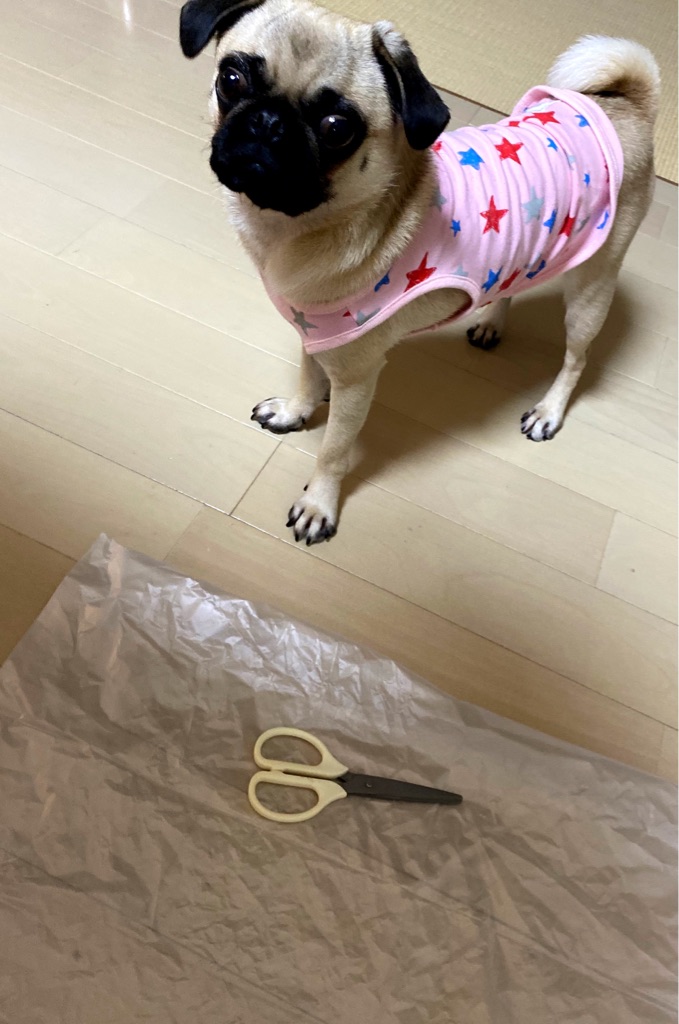 髪を切る時はももが見守り