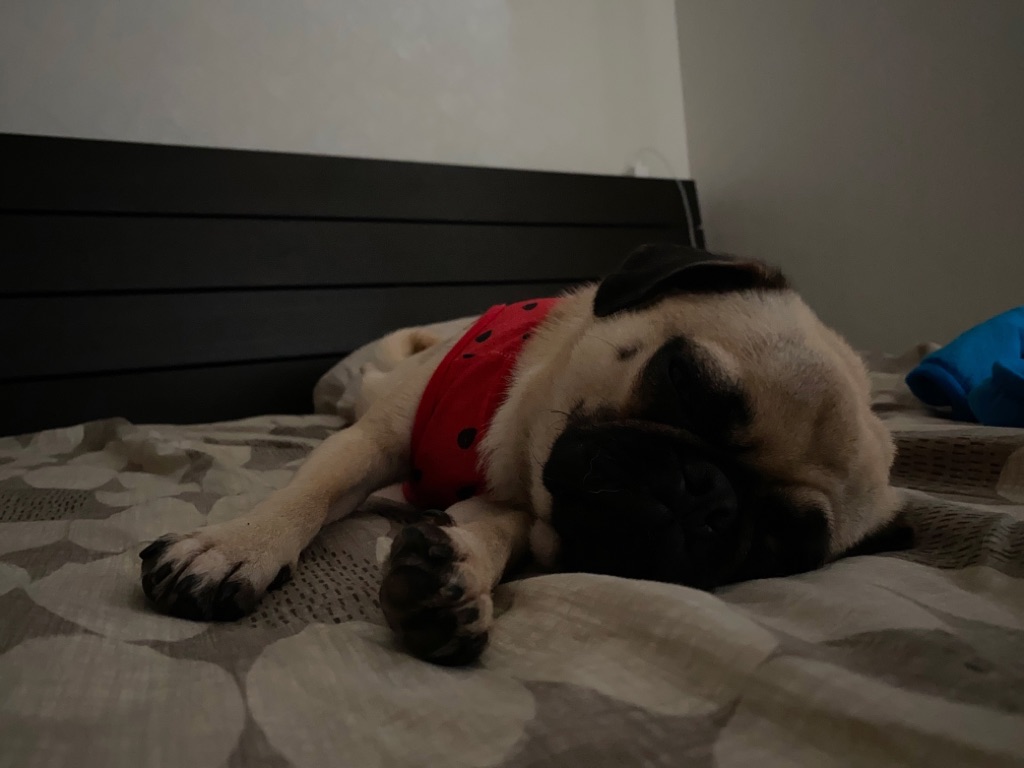 短パンの愛犬ももは夢の中20200723