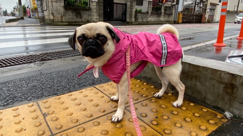 もものレインコートby_dogdept