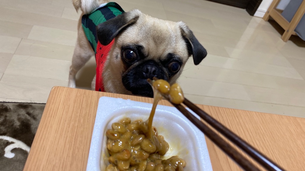 短パン社長の愛犬ももと納豆20200722