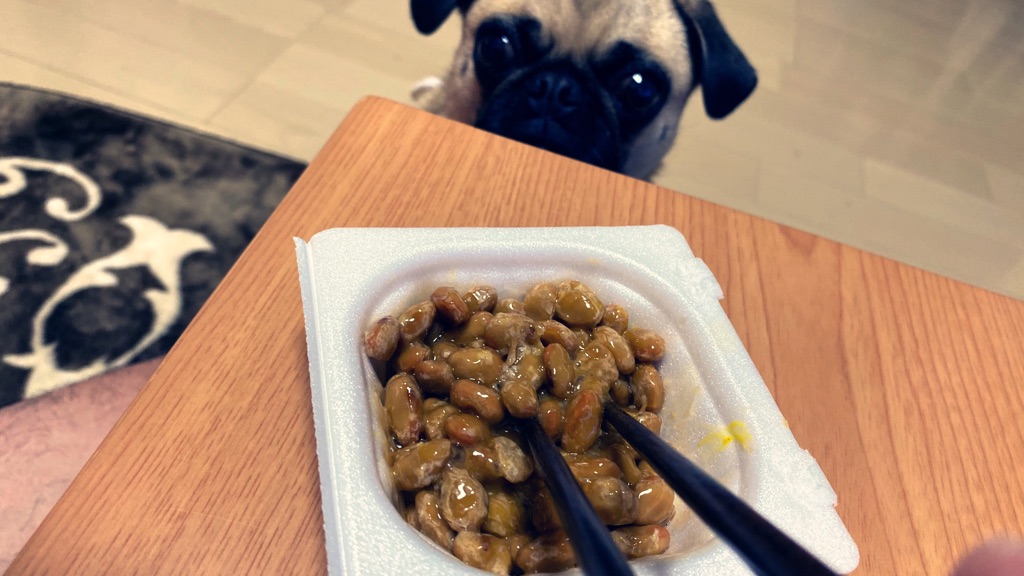 愛犬ももは納豆が好き