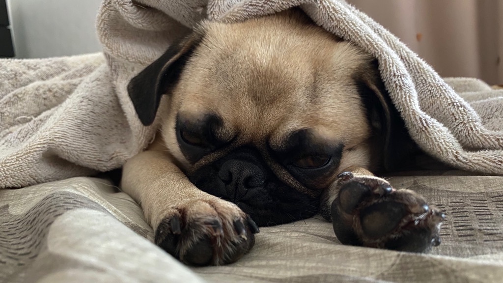 愛犬のももはお寝坊さん