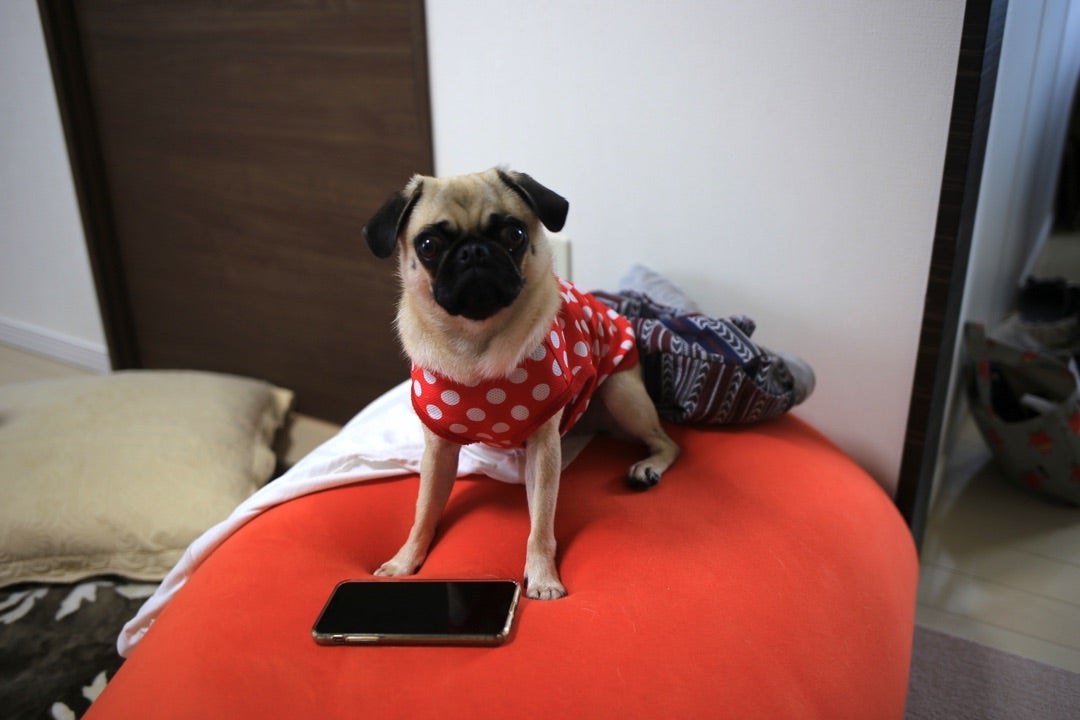 散歩が足りない犬もも